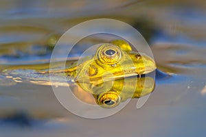 Pool frog head looking from water