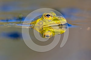 Pool frog head in water