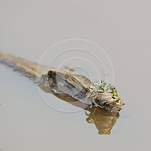 Pool frog