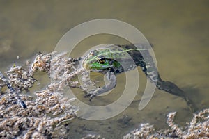 Pool frog, Pelophylax lessonae in pond