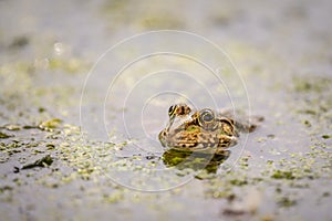 Pool frog swimming in water. Pelophylax lessonae in the vegetation area. European frog. Marsh frog