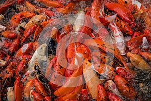 Pool full of red, black and white koi carp