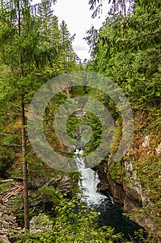 pool and green tall forest with waterfalling