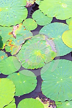 Pool of leaf lotus
