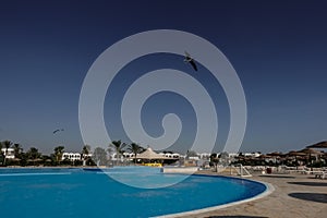 pool with palm trees and white houses and deep blue sky with seagulls