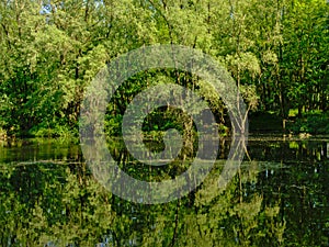 Pool in a spring forest,with reflection of trees photo