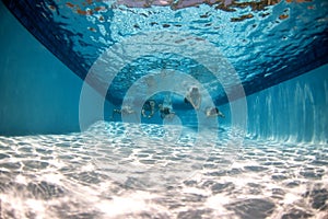 Pool underwater with swimmers