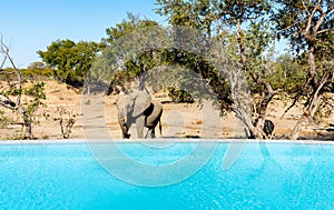 Pool with the view