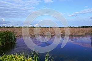 A pool of water overgrown with small dry shrubs.