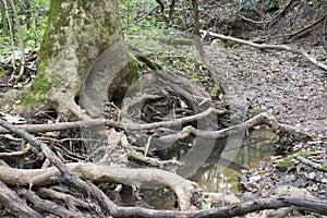 Pool of water with tree roots