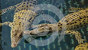 Pool of young Australian saltwater crocodiles