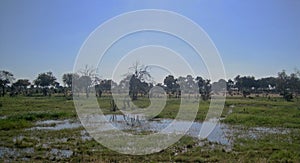 POOLED WATER IN GRASSLAND IN AFRICAN WILDERNESS