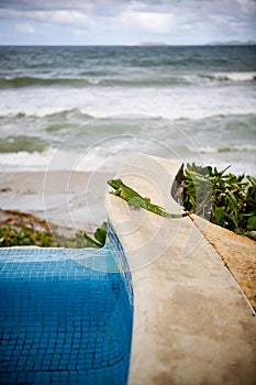 Poolside Iguana