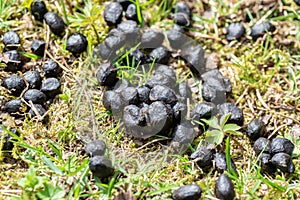 Poop after a sheep in gras