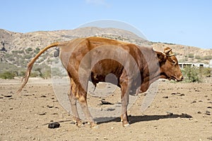 Pooping brown bull on the island of Santiago, outside capital Praia, Cape Verde, Cabo Verde