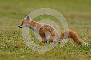 Pooping Fox