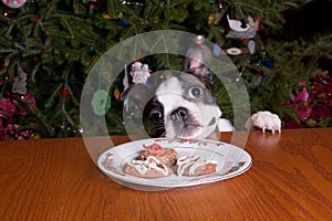 Poopsie Christmas Chin on Plate of Cookies