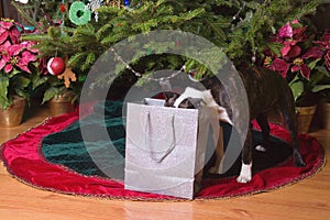 Poopsie Christmas Head in Gift Bag