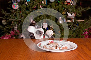 Poopsie Christmas Reaching for Cookies