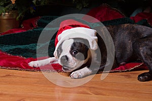 Poopsie Christmas Under Tree with Santa Hat