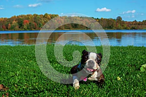 Poopsie Laying in Grass in Front of Lake