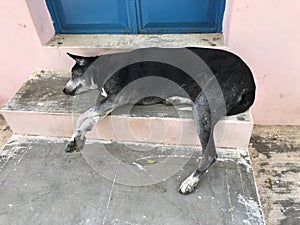 Poor abandoned dog lying at the doorstep and needed help since then it was guarding my house and street as well in friendly manner