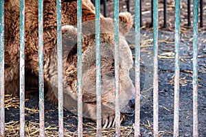 Poor brown bear in a cage