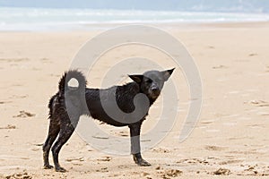 Poor and dirty homeless dog stanging on the beach photo