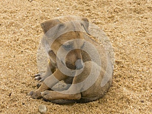 Poor dog abendoned in a sand