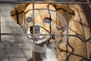 Poor dog behind cage