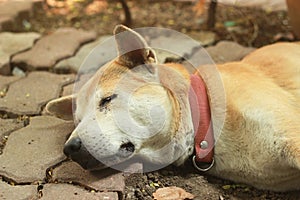 A Poor dog dead on the floor