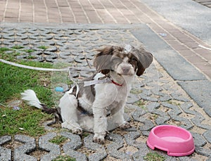 Poor dog lonely on street