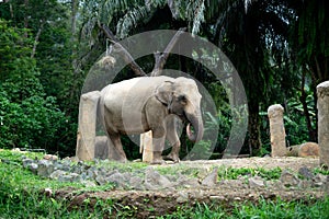 a poor elephant is starving in his cage in the safari park zoo