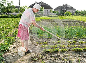 Poor farmer hoeing vegetable garden