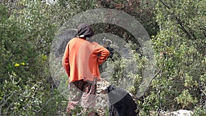 Poor Farmer Woman Grazing Goats in Shrubland