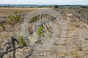 Poor harvest vineyards photo