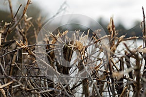 Poor hedge management practice