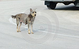 A poor homeless dog on a pedestrian street Mad dog disease/Rabies