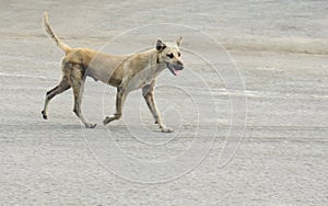 A poor homeless dog running on a pedestrian street Mad dog disease/Rabies