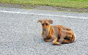 A poor hungry dog setting on a pedestrian street Mad dog disease/Rabies