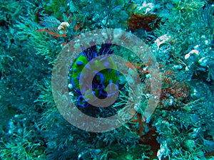 Poor Knights Islands Marine Reserve underwater