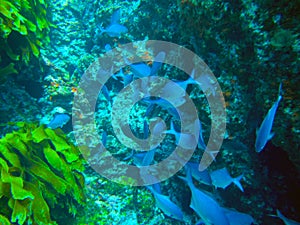 Poor Knights Islands Marine Reserve underwater