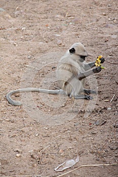 Poor little hungry monkey with banana's peel