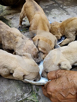 Poor little street pups drinking milk