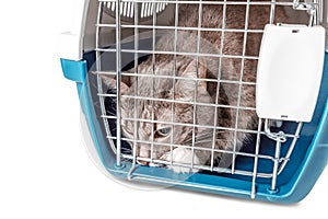 Poor lost homeless cat sitting in a cage carrying.