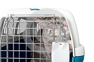 Poor lost homeless cat sitting in a cage carrying