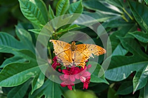 Poor Malay cruiser or Vindula dejone butterfly spread its broken wings on dark pink flower