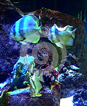 Poor Managed Aquarium Horror Guangzhou Shopping Mall Injured Dying Angel Fish Bone Exposed Swimming Ghost Phantom Fishes Prey Food
