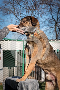 Poor mutt dog in the shelter