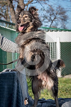 Poor mutt dog in the shelter